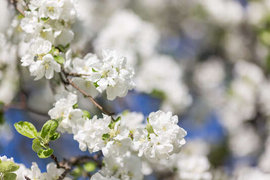 Spring flowers.jpg