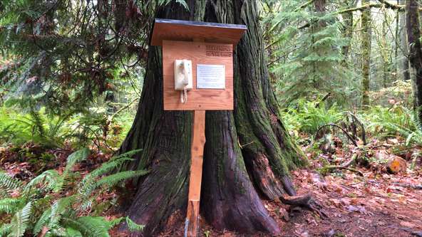 Inspired by a similar phone in Japan, Corey Dembeck built a wind phone in an Olympia, Washington, forest so people could talk to lost loved ones in nature.