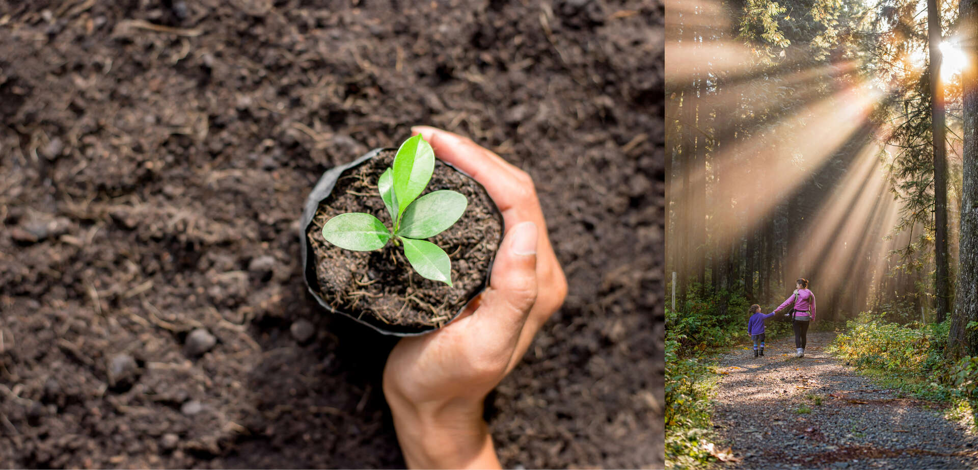 Plant a Memory for Generations to Enjoy