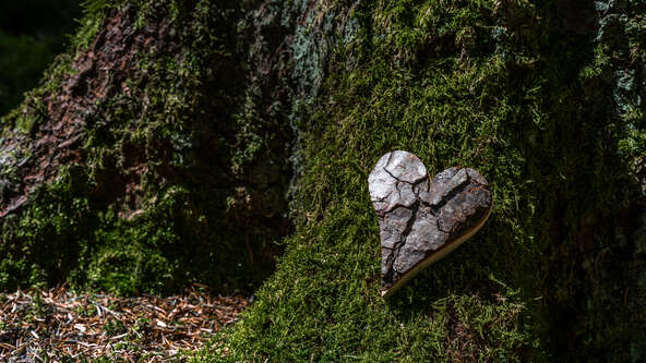 Discover greener funeral alternatives — from biodegradable urns to natural burial and eco-conscious memorials — that honor your loved one and the planet.