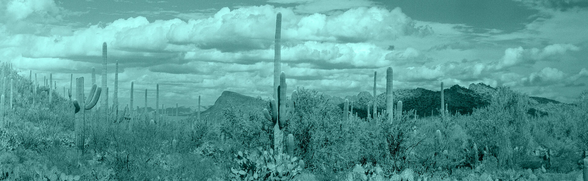 AZSF IMAGE 1920X592.jpg