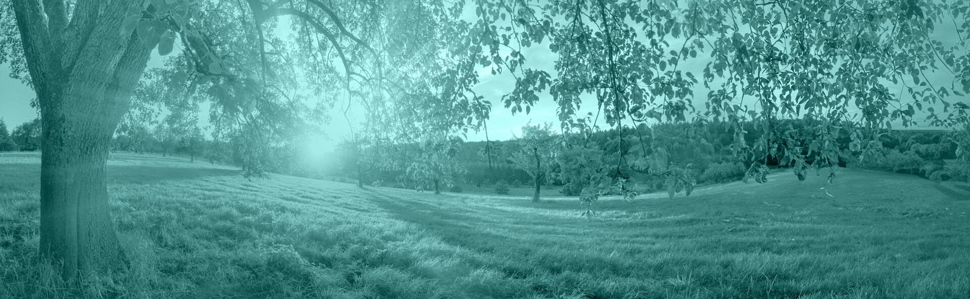 NC Tribute IMAGE 1920x592.jpg