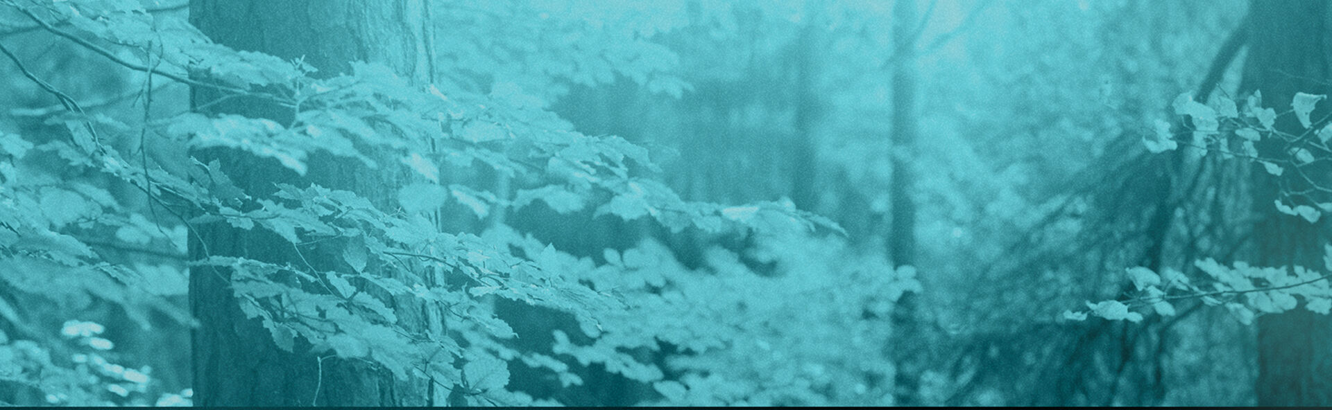 NY TJ IMAGE 1920x592.jpg