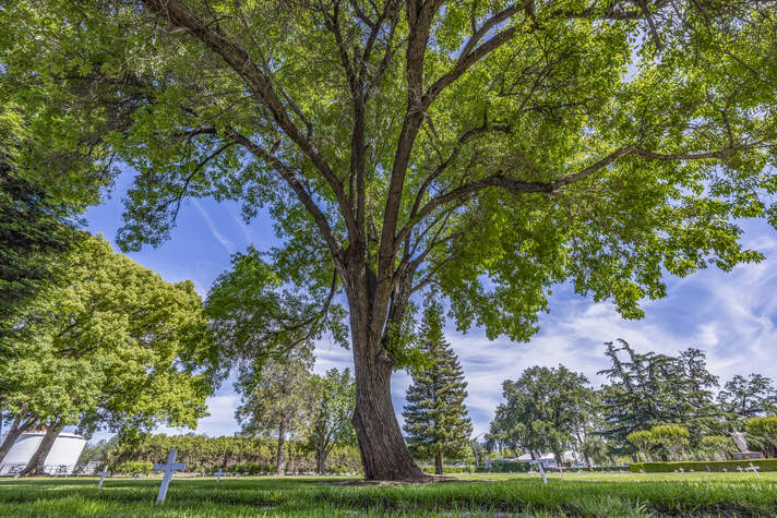 Glen Oaks Memorial Park, lawns