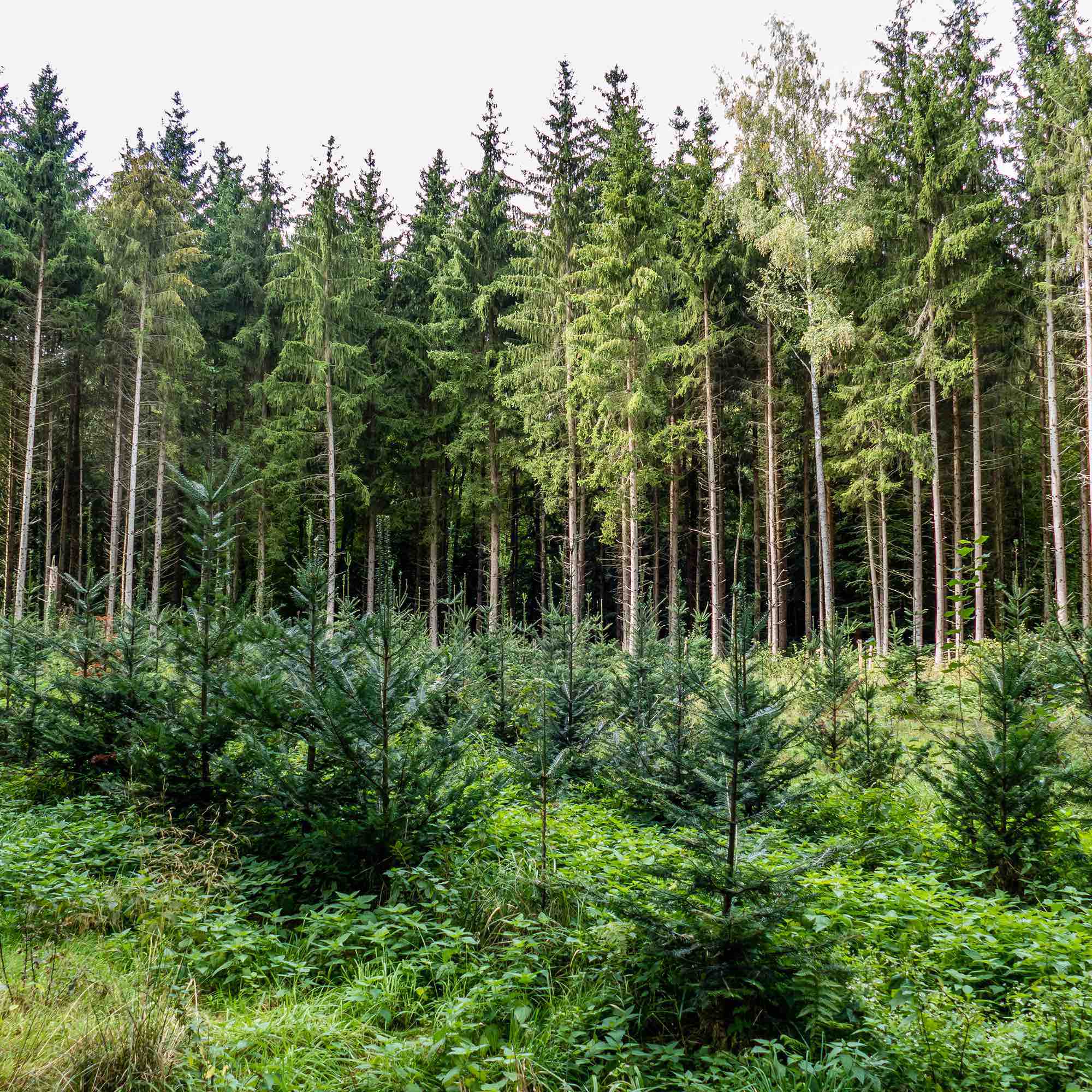 Memorial trees